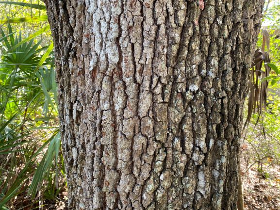 laurel oak tree growth rate