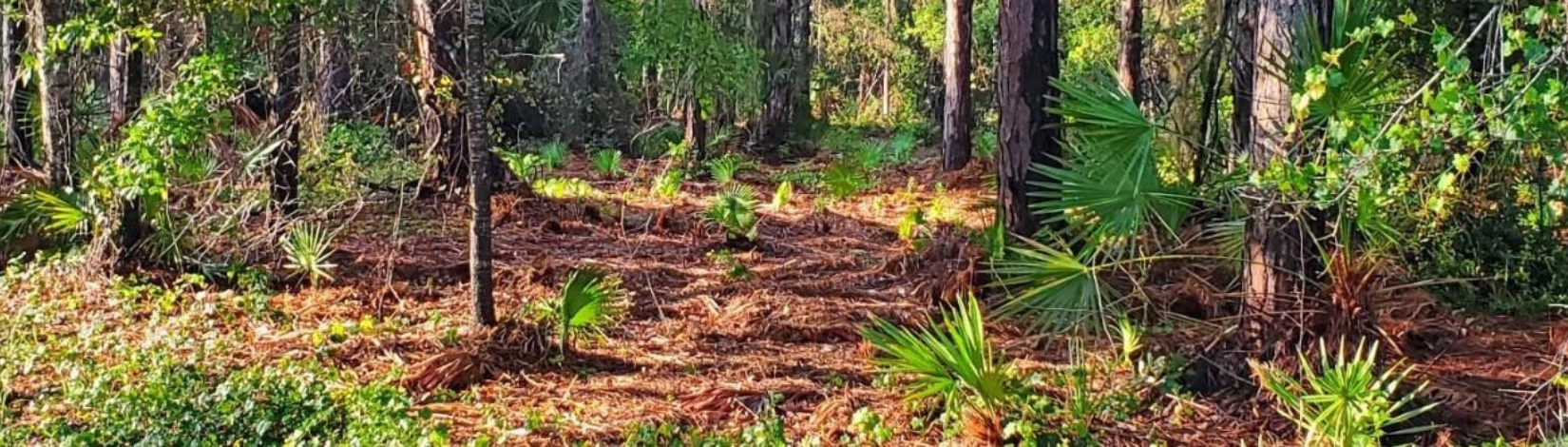 Mimicking Fire with Machines - UF/IFAS Extension Pinellas County