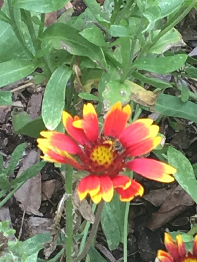 What’s a Gaillardia to do? UF/IFAS Extension Pinellas County