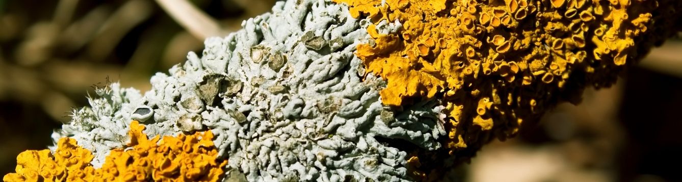 Orange-yellow and white lichen on a tree branch