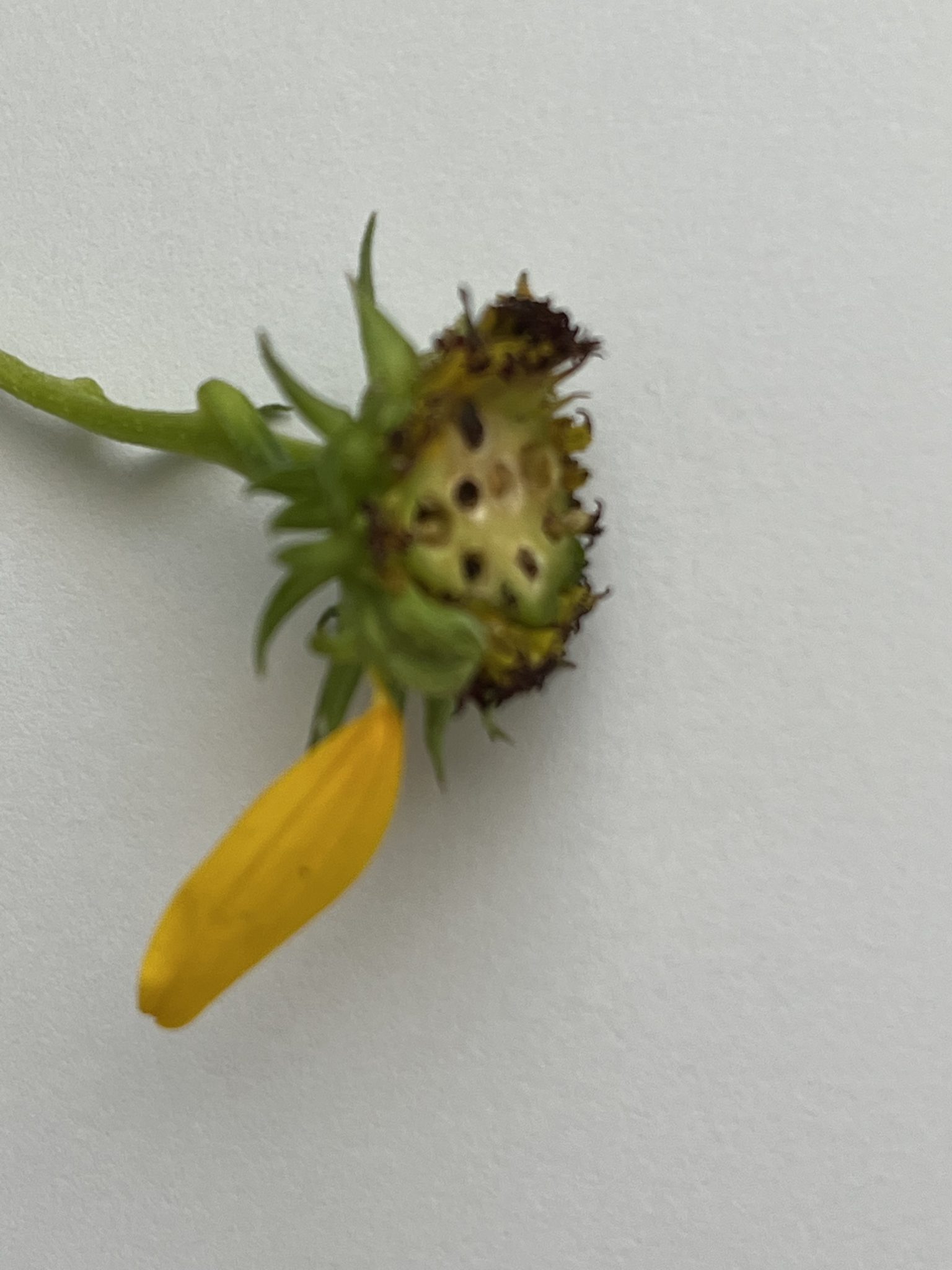 Appalled by Galls UF/IFAS Extension Pinellas County