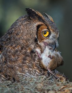 Great horned owl with mouse in bill. Photo Credit: Stephen L Tabone Nature Photography (with permission).