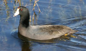 American coot swimming on the water's surface