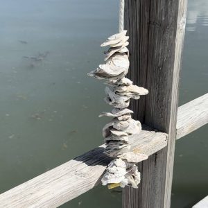 Vertical oyster garden strung on rope with approximately 20 oyster shells hanging vertically on top of one another. Image taken on dock with water in the background and dock in the foreground.