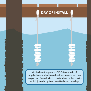 Graphic showing initial installation of two vertical oyster gardens hanging from dock. Text reads, "Veritcal oyster gardens (VOGs) are made of recycled oyster shell from local restaurants, and are suspended from docks to create a hard substrate to which juvenile oysters can attach and develop.