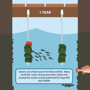 Graphic showing growth of two vertical oyster gardens hanging from dock after on year post installation with a crab and other fish species swimming nearby. Text reads, "Oysters are a food source for birds and fish. Many small fish, crabs, shrimp and other critters live among the oysters and provide food for large fish and wildlife."