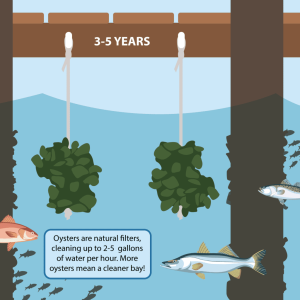 Graphic showing growth of two vertical oyster gardens hanging from dock after 3-5 years post installation with snook and other fish species swimming nearby. Text reads, "Oysters are natural filters, cleaning up to 2-5 gallons of water per hour. more oysters means a cleaner bay!"