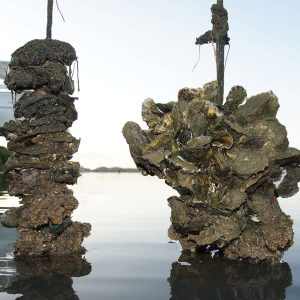 Two vertical oyster gardens hanging from dock after approximately one year showing growth of oysters. VOG on the right shows significant growth of oysters, making it appear much wider than the original VOG in the previous image. Oysters are shown mostly above the water. 