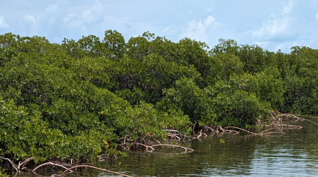 Celebrate World Mangrove Day