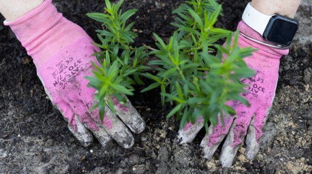 Spotlight: Pinellas County Urban Horticulture Extension Agent Theresa Badurek