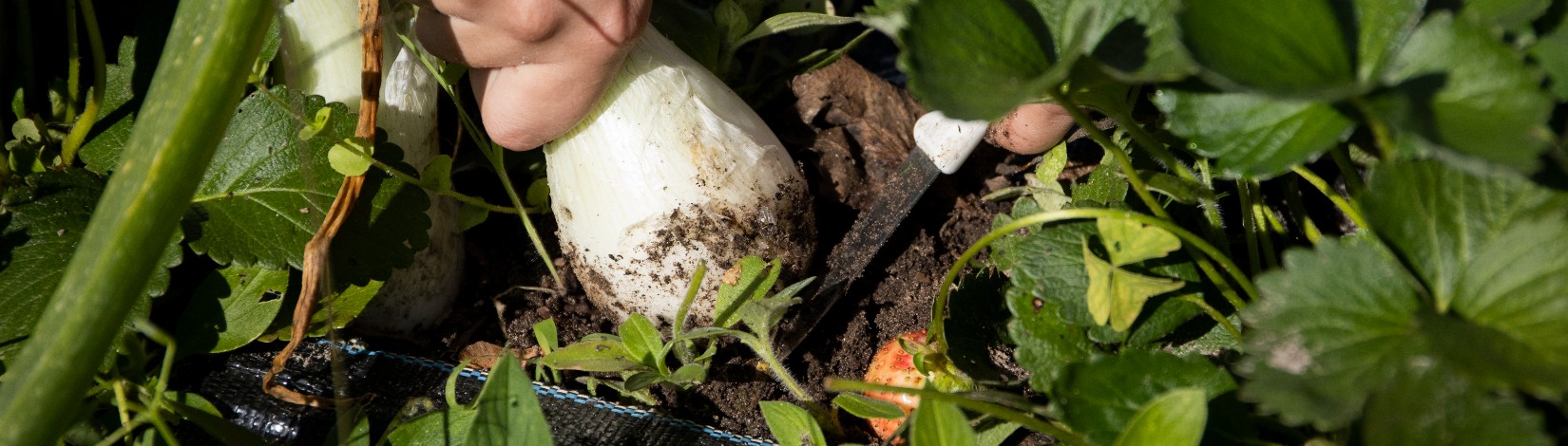 Onion being harvested from a garden.