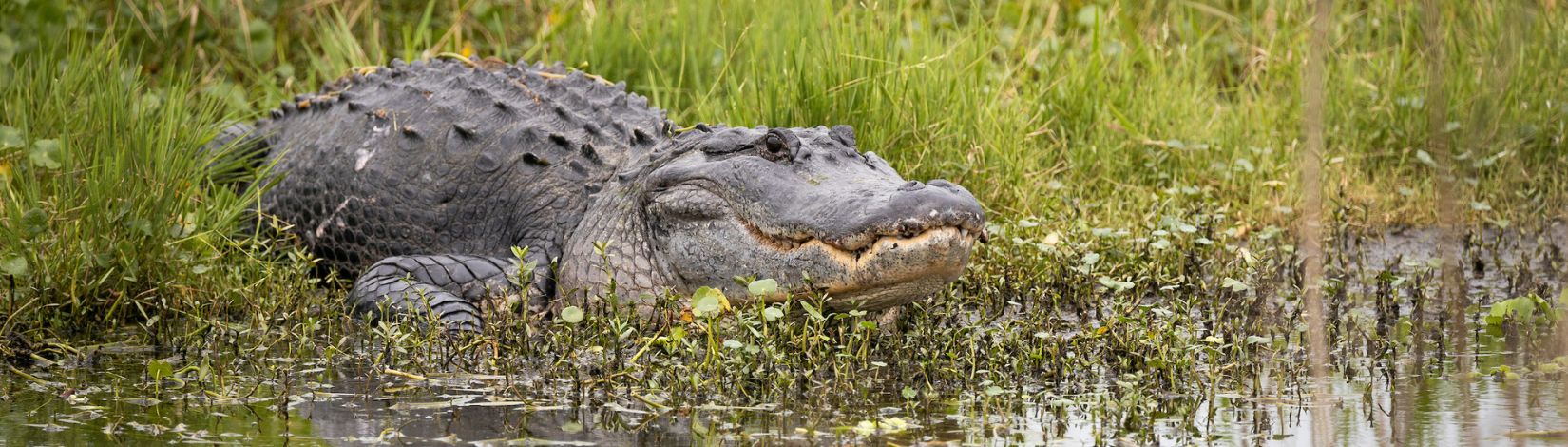 Alligator in water.