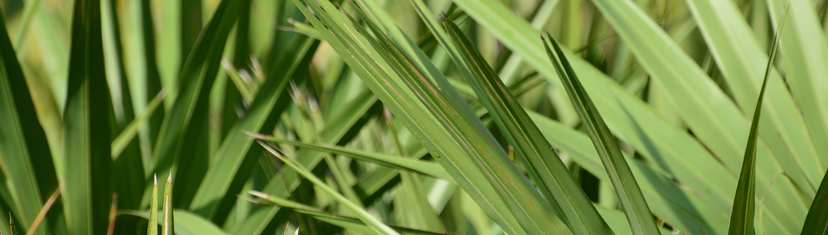 Close of view of overlapping saw palmetto fronds