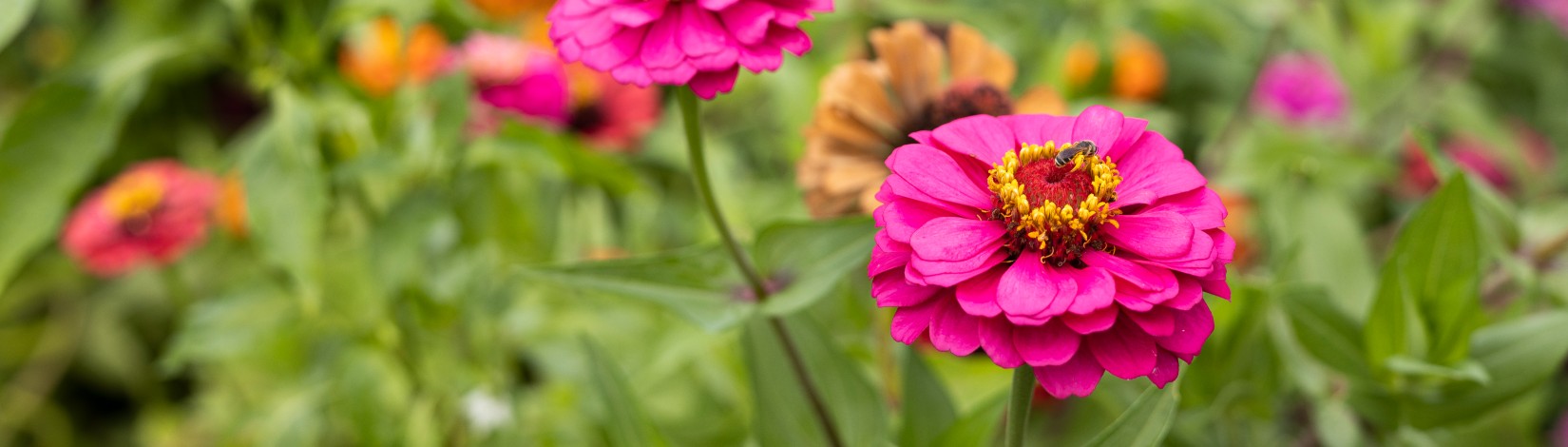 Flowers growing in a garden.