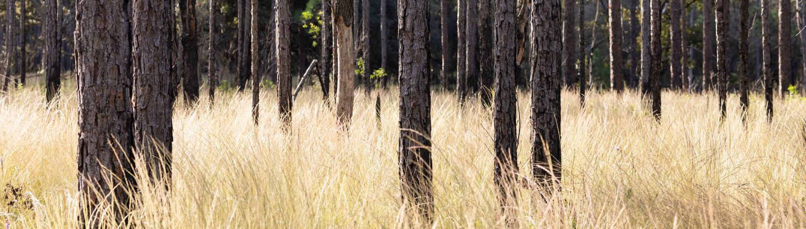 Wiregrass and a pine forest habitat at Ordway-Swisher Biological Station.