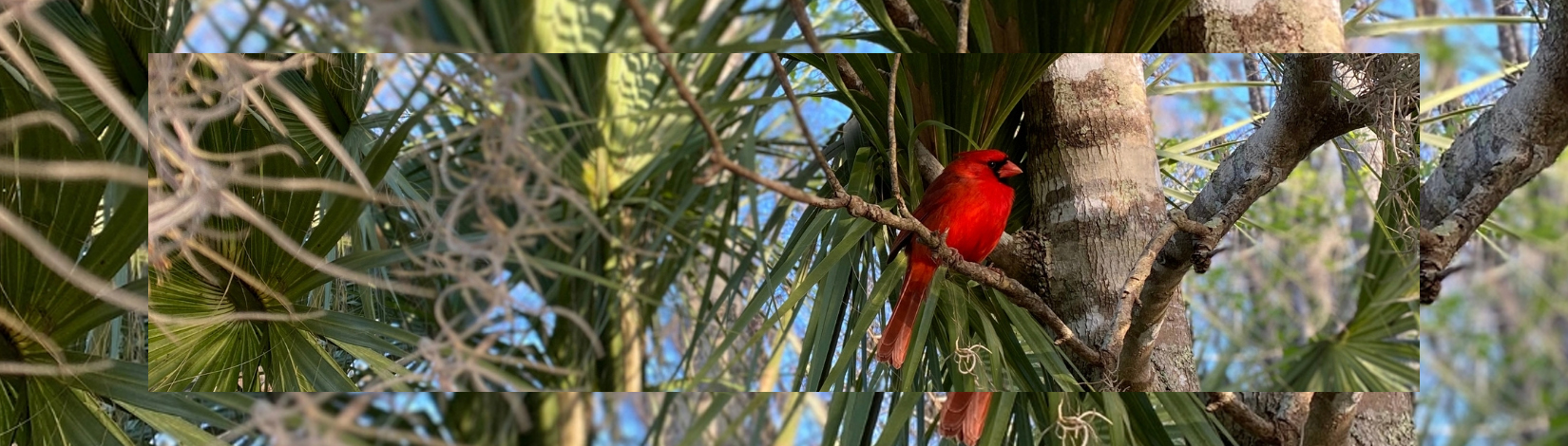 cardinal-featured-image