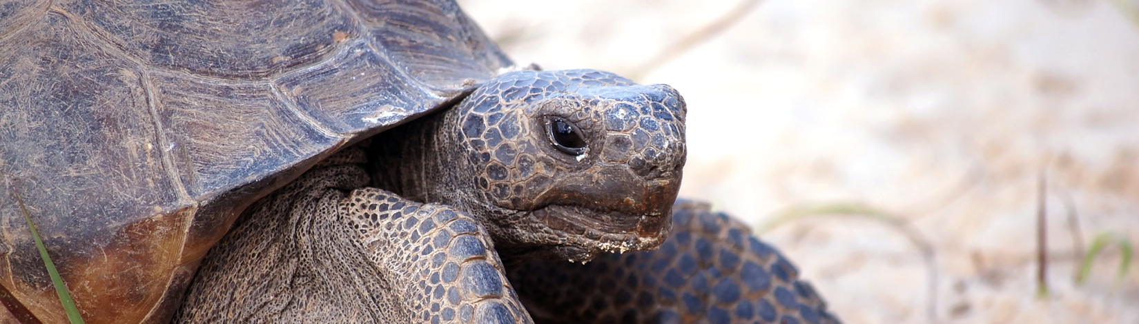 Front of gopher tortoise