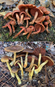 two photos of common Florida fungi