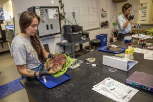 scientists working with plants in a lab. person in foreground is holding a large diseased leaf