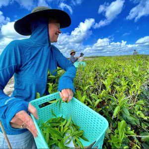 Dr. Brantlee Spakes Richter harvesting tea leaves, with a deep blue sky in the background