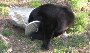 Bear in Trash Can