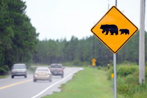Bear crossing sign adjacent to a highway in Ocala, FL