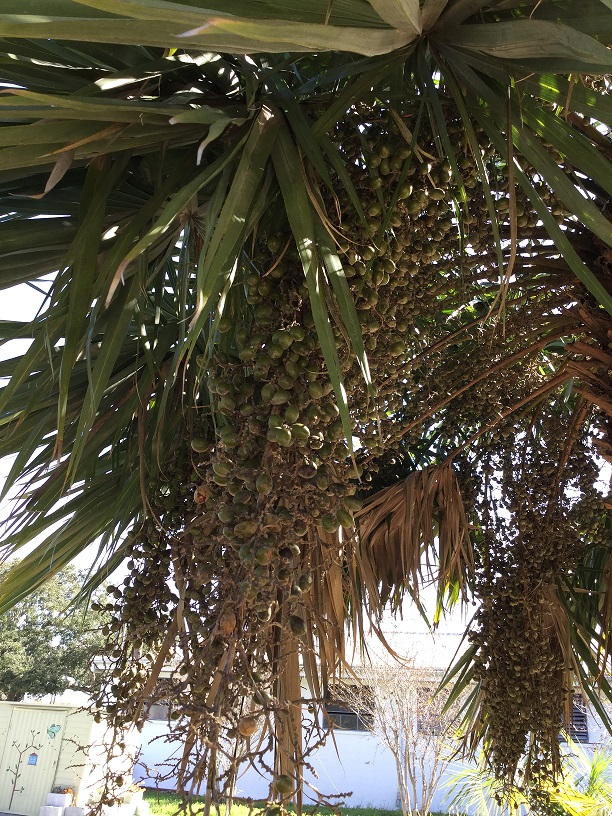Proper Palm Pruning UF/IFAS Extension Polk County