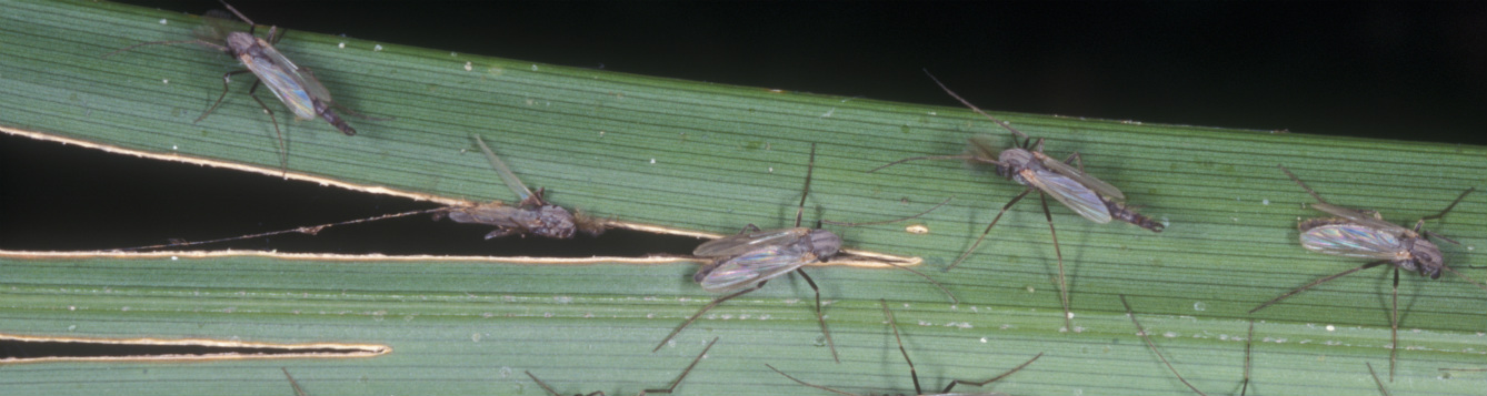 Several adult individuals, Glyptotendipes paripes, one of the species commonly referred to as "Blind mosquitoes.