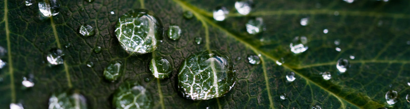 closeup photo of water droplets on a leaf
