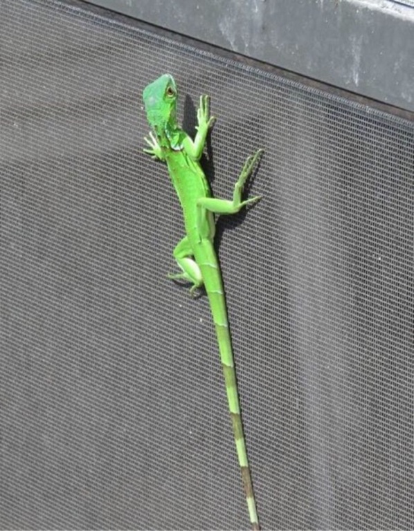 A young green iguana rests on a screen enclosure