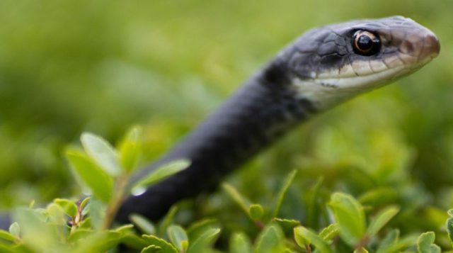 Black snake on a hedge.