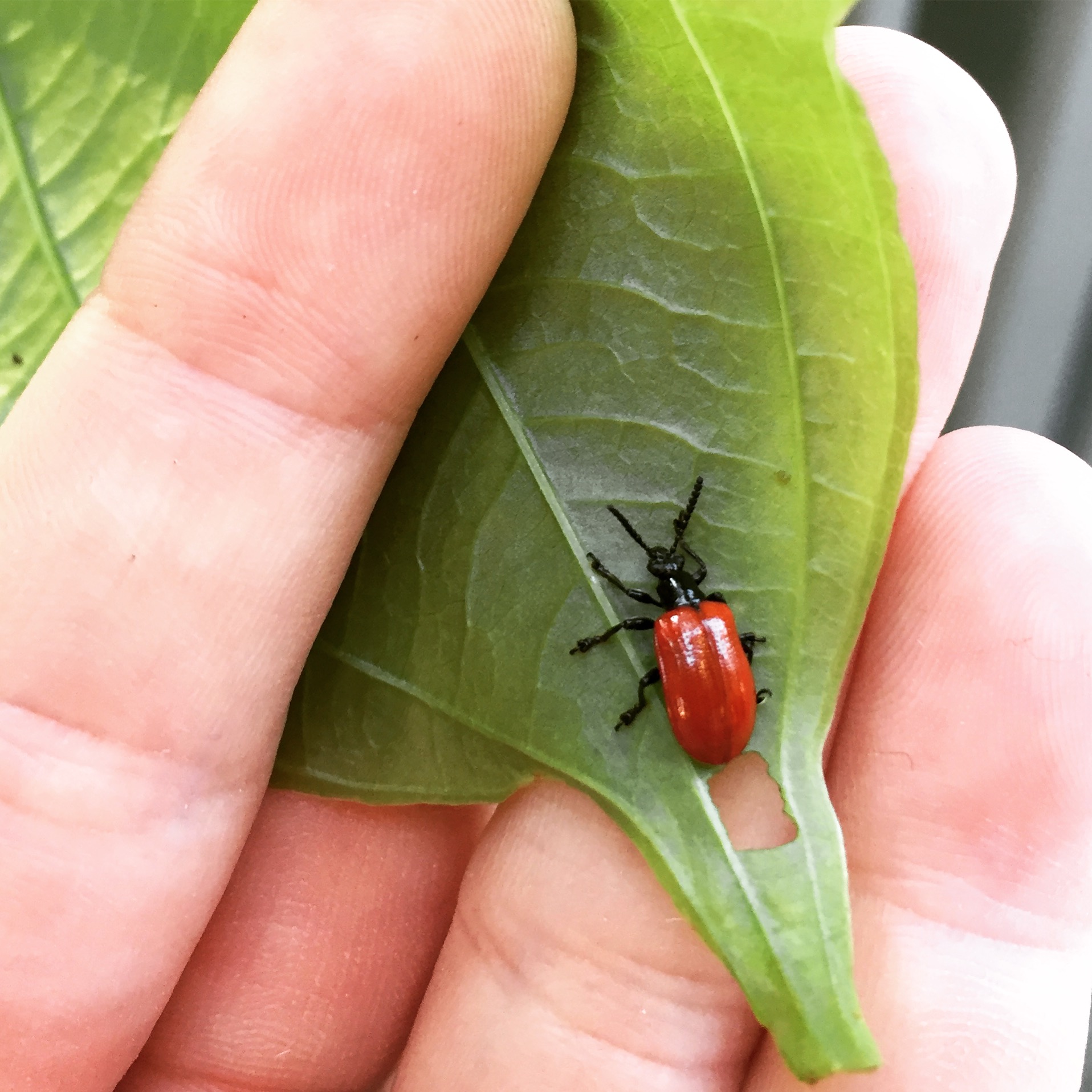 air-potato-leaf-beetles-available-to-florida-residents-uf-ifas