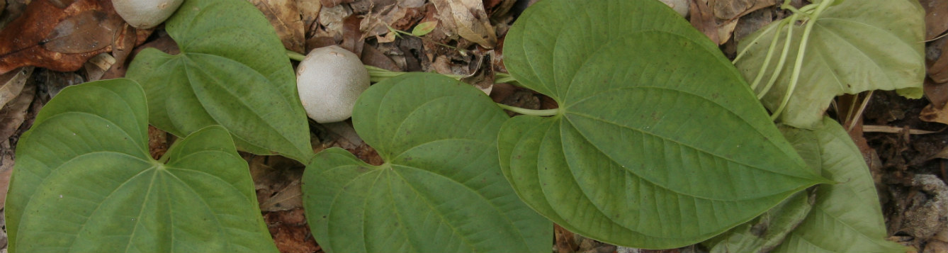 air potato vine and tubers. UF/IFAS File Photo