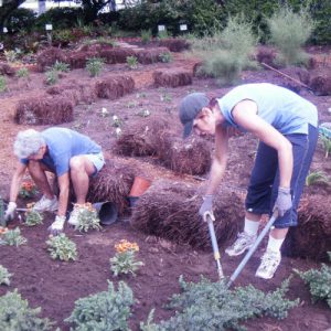 Two friends mulching and pruning in the garden together