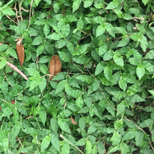 Basketgrass, A Common Landscape Weed - UF/IFAS Extension Polk County