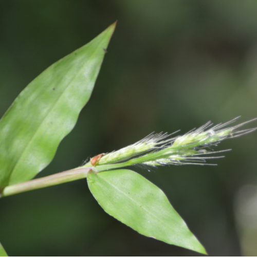 Basketgrass, A Common Landscape Weed UF/IFAS Extension Polk County