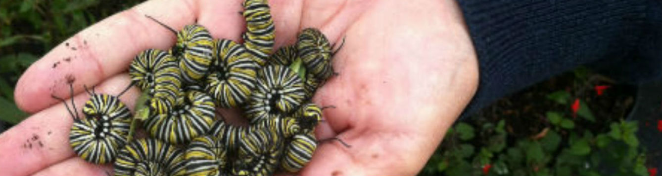 monarch butterfly larvae