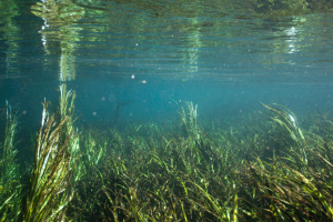 Eelgrass, a native aquatic plant, growing underwater in Florida.
