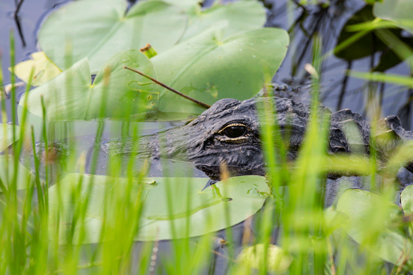 Young alligator sits in the water, mostly submerged.