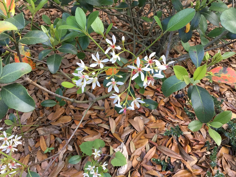 Small shrub with evergreen leaves and small white star-shaped flowers with red center.