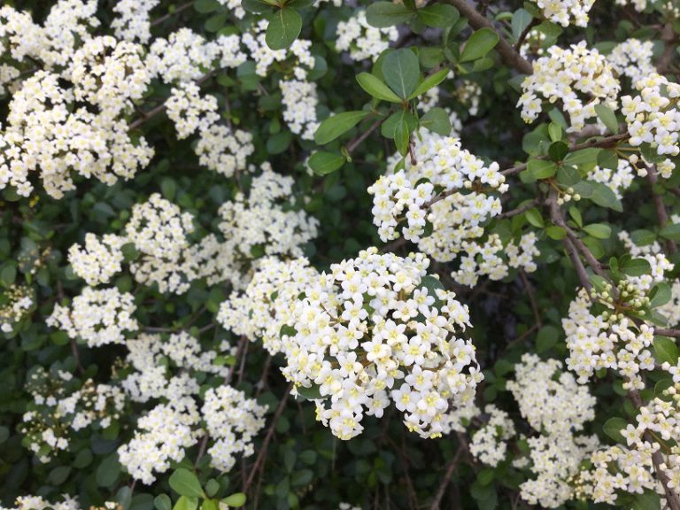 February Blooms in the Garden UF/IFAS Extension Polk County