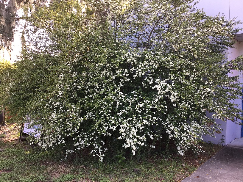 Large shrub with tiny white flowers.