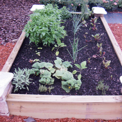 Planting a Vegetable Garden Raised Bed. UF/IFAS Extension Polk County