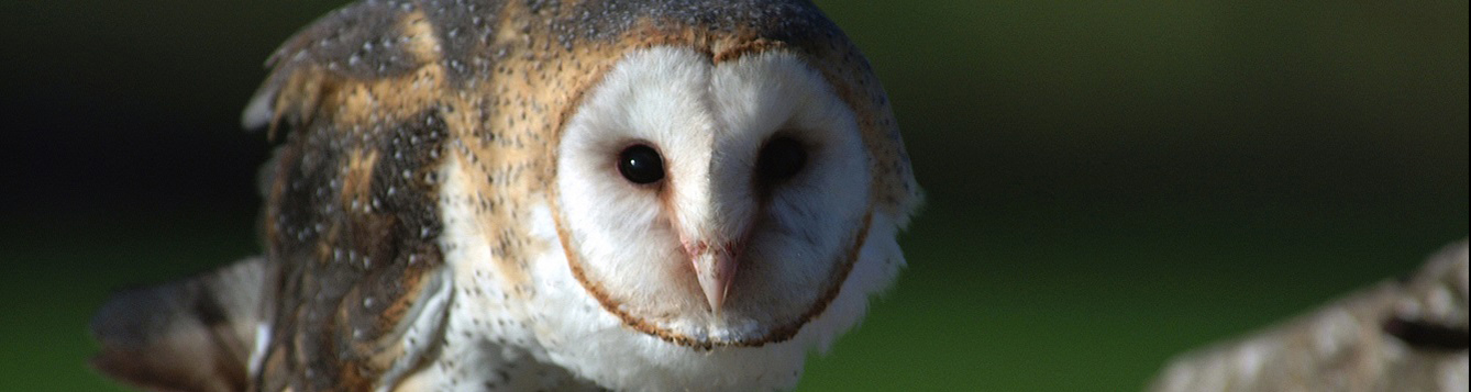 Background to the rat poison problem - The Barn Owl Trust