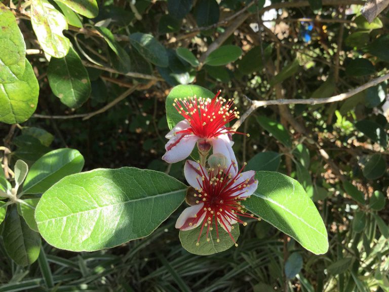 May Blooms in the Garden Red, White and Blue! UF/IFAS Extension Polk