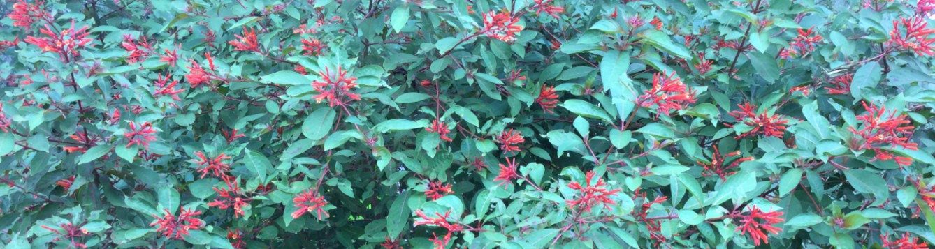 Firebush featuring several cluster of orange-red tubular flowers.
