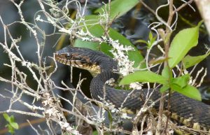 Banded Water Snake in a shrub