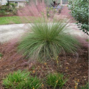 Muhly grass is a showstopper this time of year - UF/IFAS Extension Polk ...