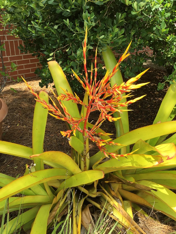 Bromeliad plant with red and yellow flower spike