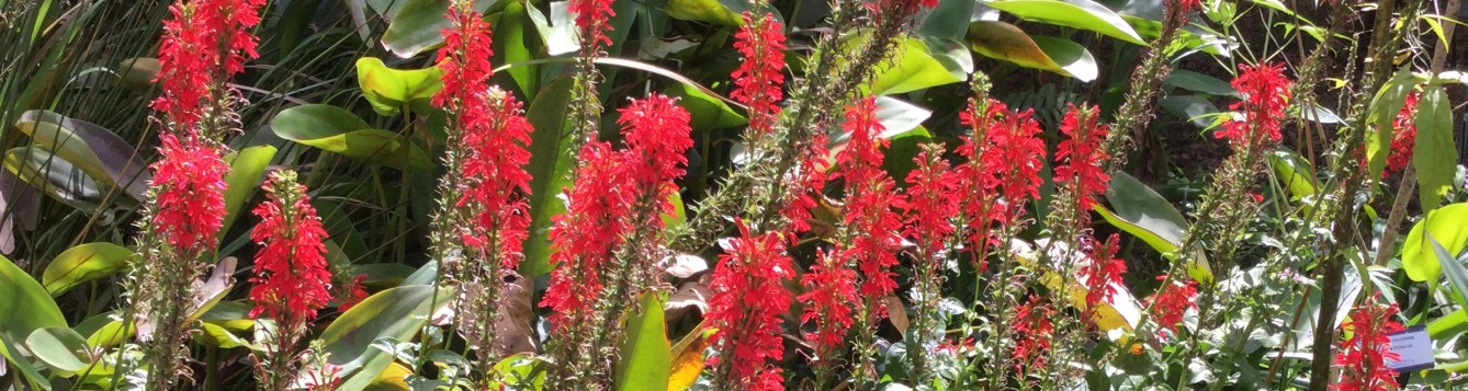Red flower spikes on cardinal flower